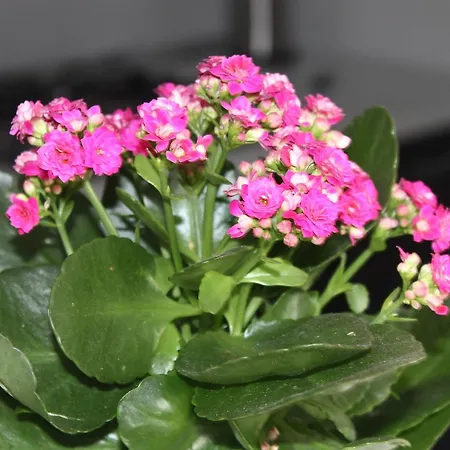 La Torretta Chiaia 4* Napoli