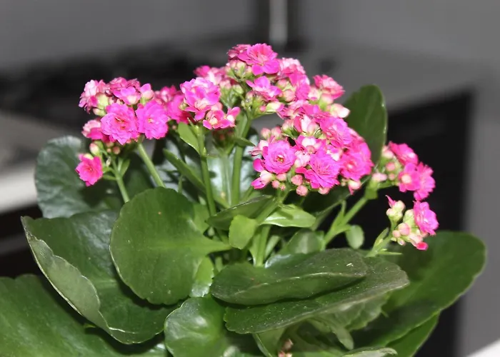 La Torretta Chiaia 4* Napoli